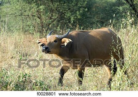 Senegal, Bandia reserve, buffalo View Large Photo Image Stock Image - Senegal, Bandia reserve, buffalo. Fotosearch