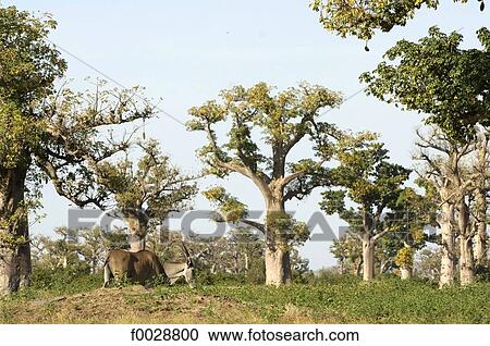 Stock Image - Senegal, Bandia reserve, eland of the Cape and baobabs. Fotosearch