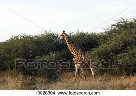 Senegal, Bandia reserve, giraffe View Large Photo Image Picture - Senegal, Bandia reserve, giraffe. Fotosearch