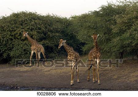 Stock Photograph - Senegal, Bandia reserve, giraffes. Fotosearch