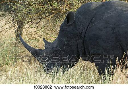 Stock Image - Senegal, Bandia reserve, rhinoceros. Fotosearch