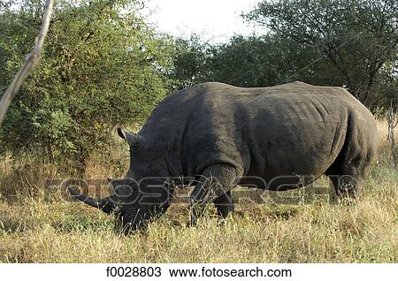 Stock Image - Senegal, Bandia reserve, rhinoceros. Fotosearch