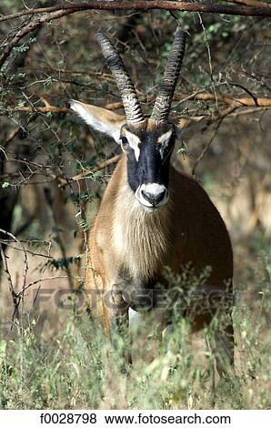 Stock Photo - Senegal, Bandia reserve, sable antelope. Fotosearch