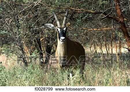 Senegal, Bandia reserve, sable antelope View Large Photo Image Stock Photo - Senegal, Bandia reserve, sable antelope. Fotosearch