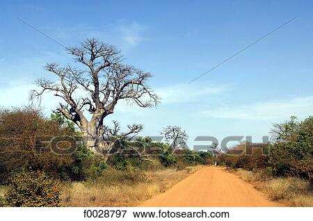 Senegal, Bandia reserve, track and baobab View Large Photo Image Stock Photo - Senegal, Bandia reserve, track and baobab. Fotosearch