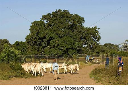Senegal, bush market, herd of zebus View Large Photo Image Stock Image - Senegal, bush market, herd of zebus. Fotosearch