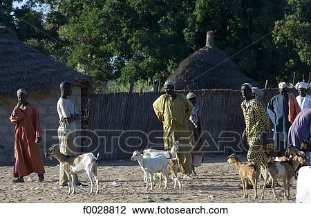 Senegal, bush market View Large Photo Image Stock Image - Senegal, bush market. Fotosearch