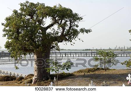 Senegal, Fadiouth island, bridge View Large Photo Image Stock Photo - Senegal, Fadiouth island, bridge. Fotosearch