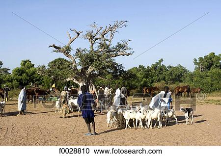 Senegal, Gueguenne, bush market View Large Photo Image Stock Image - Senegal, Gueguenne, bush market. Fotosearch