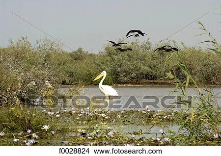 Senegal, near Saint-Louis, Djoudj national park, pelican View Large Photo Image Picture - Senegal, near Saint-Louis, Djoudj national park, pelican. Fotosearch