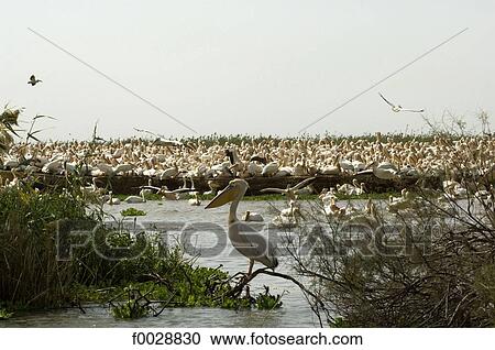 Senegal, near Saint-Louis, Djoudj national park, pelicans View Large Photo Image Stock Image - Senegal, near Saint-Louis, Djoudj national park, pelicans. Fotosearch