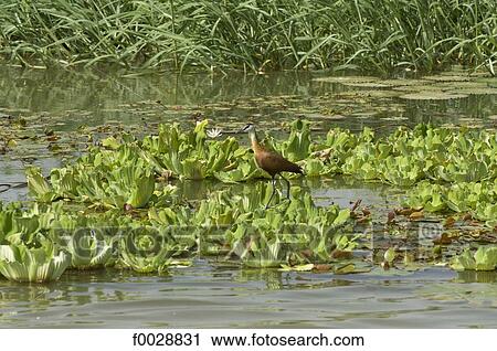 Senegal, near Saint-Louis, Djoudj national park, jacana View Large Photo Image Stock Image - Senegal, near Saint-Louis, Djoudj national park, jacana. Fotosearch