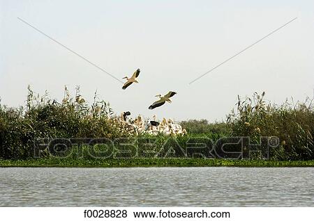 Senegal, near Saint-Louis, Djoudj national park, pelicans View Large Photo Image Stock Photo - Senegal, near Saint-Louis, Djoudj national park, pelicans. Fotosearch