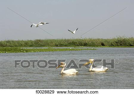 Senegal, near Saint-Louis, Djoudj national park, pelicans View Large Photo Image Stock Photo - Senegal, near Saint-Louis, Djoudj national park, pelicans. Fotosearch