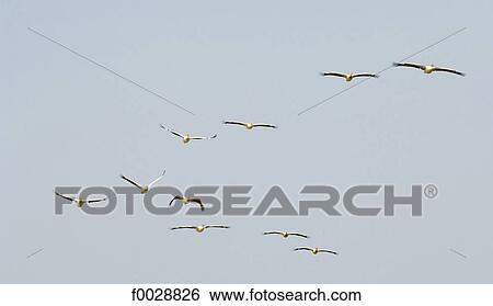 Senegal, near Saint-Louis, Djoudj national park, pelicans flighting View Large Photo Image Stock Photograph - Senegal, near Saint-Louis, Djoudj national park, pelicans flighting. Fotosearch