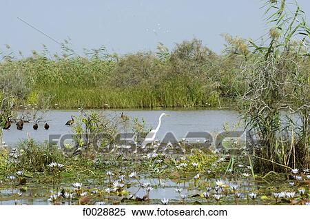 Senegal, near Saint-Louis, Djoudj national park, great egret View Large Photo Image Stock Photography - Senegal, near Saint-Louis, Djoudj national park, great egret. Fotosearch