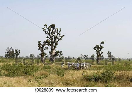 Senegal, near Saloum delta, young boy with his herd View Large Photo Image Stock Photo - Senegal, near Saloum delta, young boy with his herd. Fotosearch