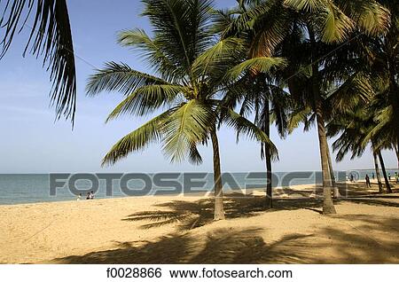 Senegal, Nianing, beach and palm trees View Large Photo Image Stock Photograph - Senegal, Nianing, beach and palm trees. Fotosearch