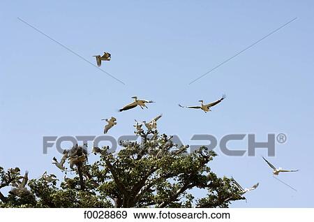 Senegal, Saloum delta, pelican flighting View Large Photo Image Stock Photo - Senegal, Saloum delta, pelican flighting . Fotosearch