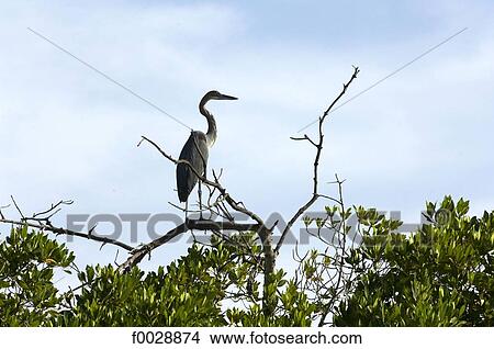Senegal, Saloum delta, Sine Saloum, goliath heron View Large Photo Image Picture - Senegal, Saloum delta, Sine Saloum, goliath heron. Fotosearch