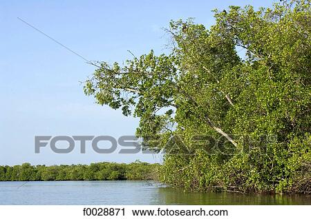 Stock Image - Senegal, Saloum delta, Sine Saloum, mangrove. Fotosearch