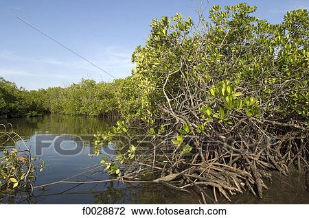 Stock Image - Senegal, Saloum delta, Sine Saloum, mangrove. Fotosearch