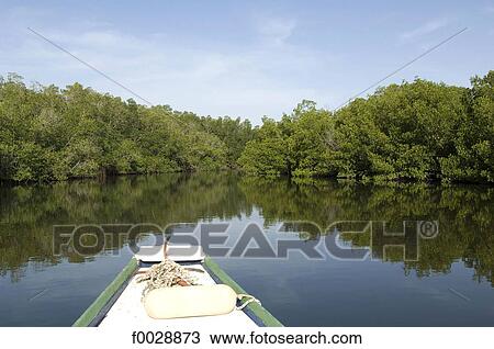 Senegal, Saloum delta, Sine Saloum, mangrove View Large Photo Image Stock Image - Senegal, Saloum delta, Sine Saloum, mangrove. Fotosearch