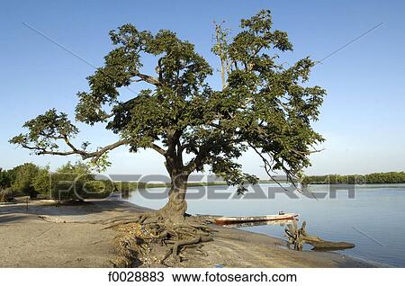 Senegal, Saloum delta, Sine Saloum View Large Photo Image Stock Image - Senegal, Saloum delta, Sine Saloum. Fotosearch
