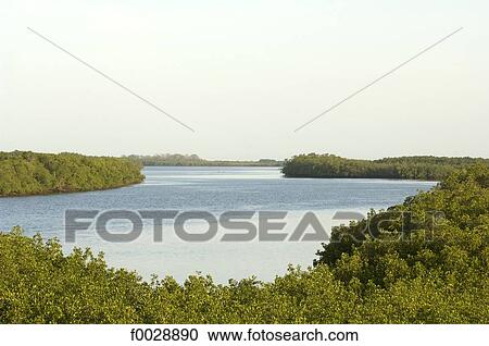 Senegal, Saloum delta, Sine Saloum View Large Photo Image Stock Image - Senegal, Saloum delta, Sine Saloum. Fotosearch