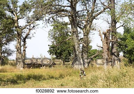 Senegal, Saloum delta, Sine Saloum, village View Large Photo Image Stock Image - Senegal, Saloum delta, Sine Saloum, village. Fotosearch