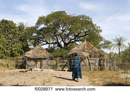 Senegal, Saloum delta, Sine Saloum, village, traditional dwelling View Large Photo Image Stock Photo - Senegal, Saloum delta, Sine Saloum, village, traditional dwelling. Fotosearch