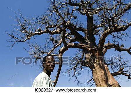 Senegal, Saloum delta, Sine Saloum, baobab and young man View Large Photo Image Stock Photo - Senegal, Saloum delta, Sine Saloum, baobab and young man. Fotosearch