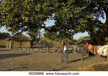 Senegal, Saloum delta, Sine Saloum, village View Large Photo Image Stock Photograph - Senegal, Saloum delta, Sine Saloum, village. Fotosearch