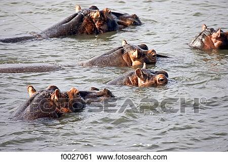 South Africa, Zululand, Kosi Bay lake, hippopotamus View Large Photo Image Stock Image - South Africa, Zululand, Kosi Bay lake, hippopotamus. Fotosearch