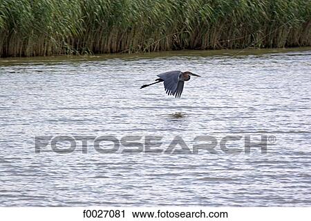 South Africa, Zululand, Kosi Bay lake, giant heron View Large Photo Image Stock Image - South Africa, Zululand, Kosi Bay lake, giant heron. Fotosearch