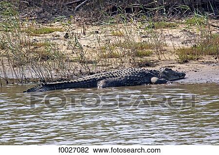 Stock Image - South Africa, Zululand, Kosi Bay lake, crocodile. Fotosearch