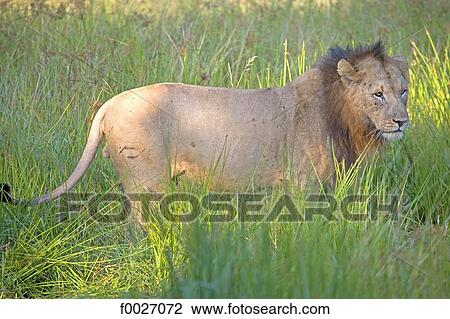 South Africa, Zululand, private game reserve, lion on the watch View Large Photo Image Stock Image - South Africa, Zululand, private game reserve, lion on the watch. Fotosearch