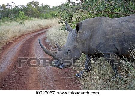 South Africa, Zululand, private game reserve, rhinoceros View Large Photo Image Stock Photo - South Africa, Zululand, private game reserve, rhinoceros. Fotosearch