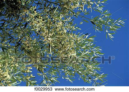 Stock Image - Spain, Andalusia, blossoming olive tree at spring. Fotosearch