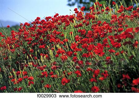 Spain, Andalusia, red poppies at spring View Large Photo Image Stock Image - Spain, Andalusia, red poppies at spring. Fotosearch