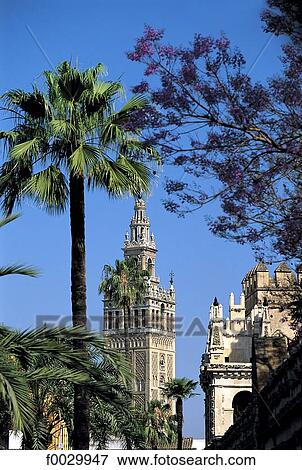 Spain, Andalusia, Seville, la Giralda, the cathedral belfry View Large Photo Image Stock Photo - Spain, Andalusia, Seville, la Giralda, the cathedral belfry. Fotosearch