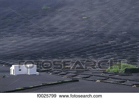 Spain, Canary Islands, Lanzarote, volcanic valley of La Geria, cultivation View Large Photo Image Stock Photo - Spain, Canary Islands, Lanzarote, volcanic valley of La Geria, cultivation. Fotosearch