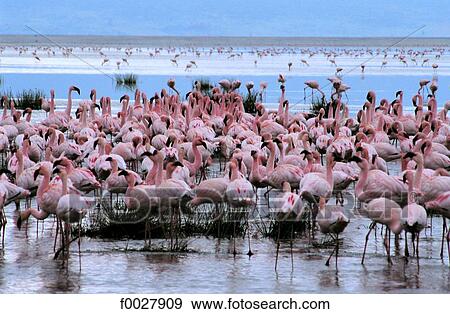 Tanzania, Lake Eyasi, flamingos View Large Photo Image Stock Photo - Tanzania, Lake Eyasi, flamingos. Fotosearch