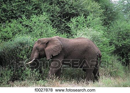 Tanzania, Lake Manyara National Park, elephant View Large Photo Image Stock Photo - Tanzania, Lake Manyara National Park, elephant. Fotosearch