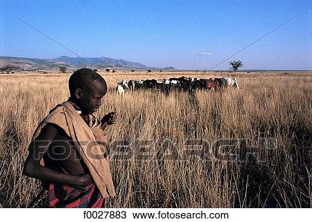 Stock Image - Tanzania, Ngorongoro Conservation Area, Maasai child and his herd. Fotosearch