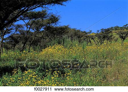 Stock Image - Tanzania, Ngorongoro Conservation Area. Fotosearch
