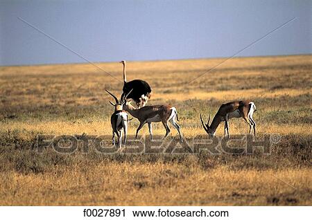 Stock Image - Tanzania, Ngorongoro crater, impalas and ostrich. Fotosearch