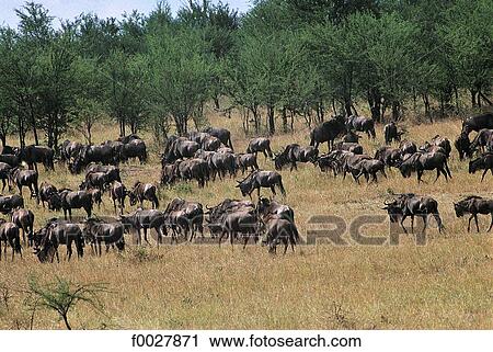 Tanzania, Serengeti National Park, herd of wildebeests View Large Photo Image Stock Image - Tanzania, Serengeti National Park, herd of wildebeests. Fotosearch