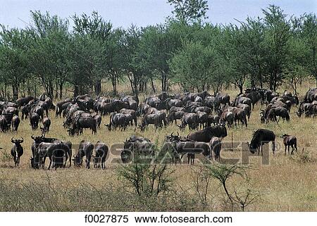 Stock Photography - Tanzania, Serengeti National Park, herd of wildebeests. Fotosearch