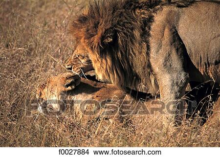 Tanzania, Serengeti National Park, lion and lioness View Large Photo Image Picture - Tanzania, Serengeti National Park, lion and lioness. Fotosearch